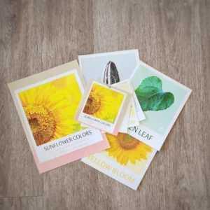 Sunflower Colors - Single Activity