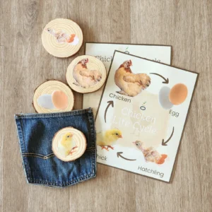 Chicken Life Cycle Set- LMTD QTY!