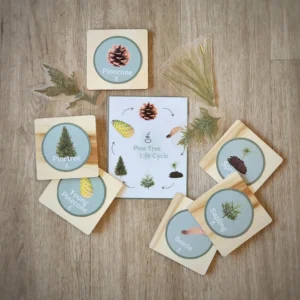 Pine Tree Life Cycle Magnet Set