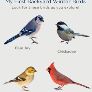 Backyard Bird Checklist - Little Learners