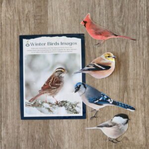 Winter Bird Images