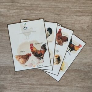 Chicken Families - Early Explorers