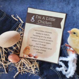 "I'm a little Chicken" Song