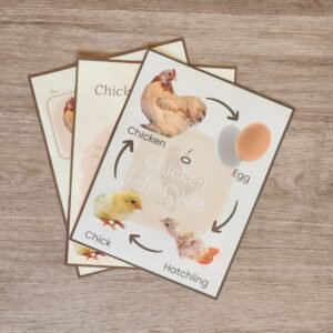 Chicken Life Cycle - Download Only