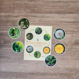 Dandelion Life Cycle and Tiles - Early Explorers