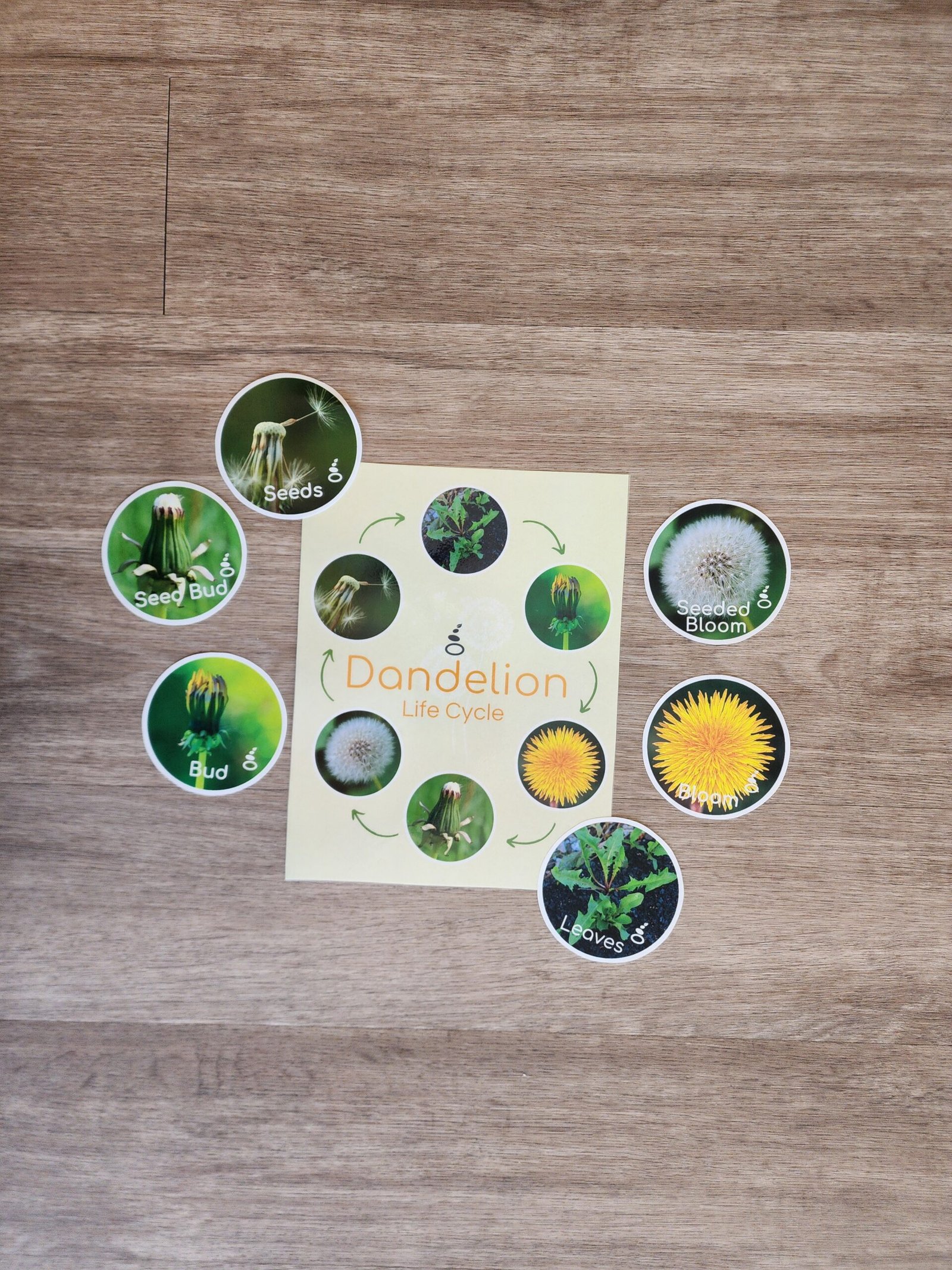 Dandelion Life Cycle and Tiles - Early Explorers