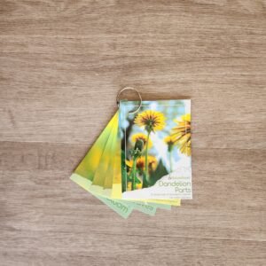 Parts of a Dandelion - Little Learners
