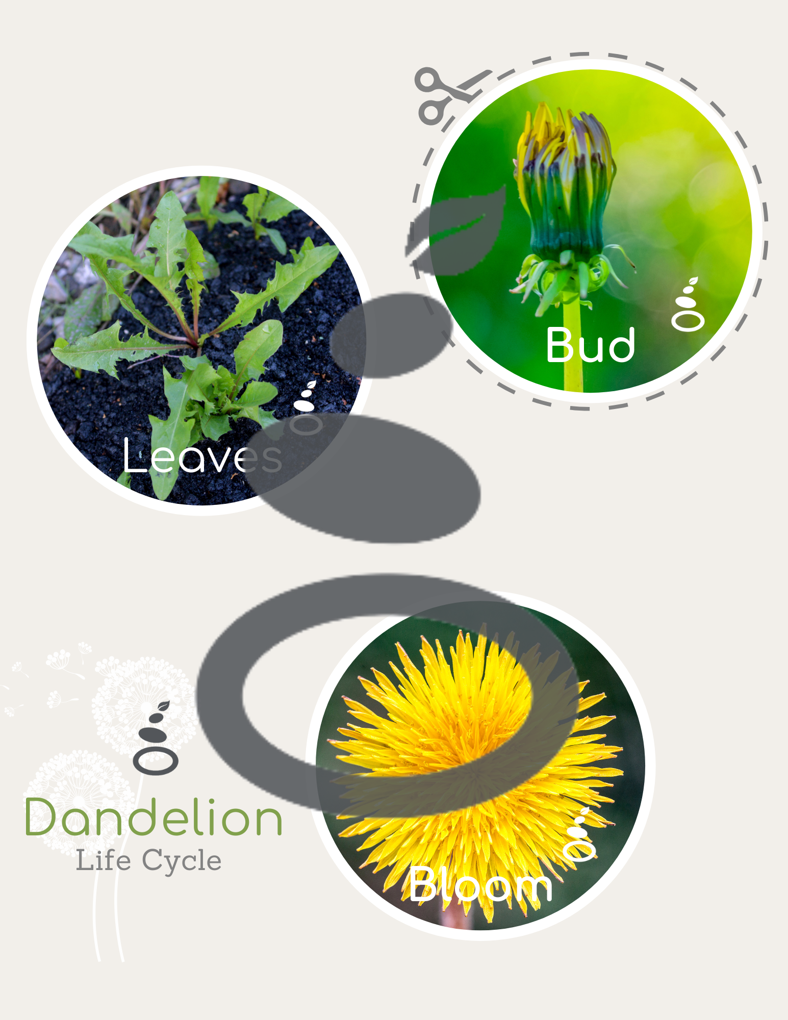 Dandelion Life Cycle and Tiles - Early Explorers - Image 2
