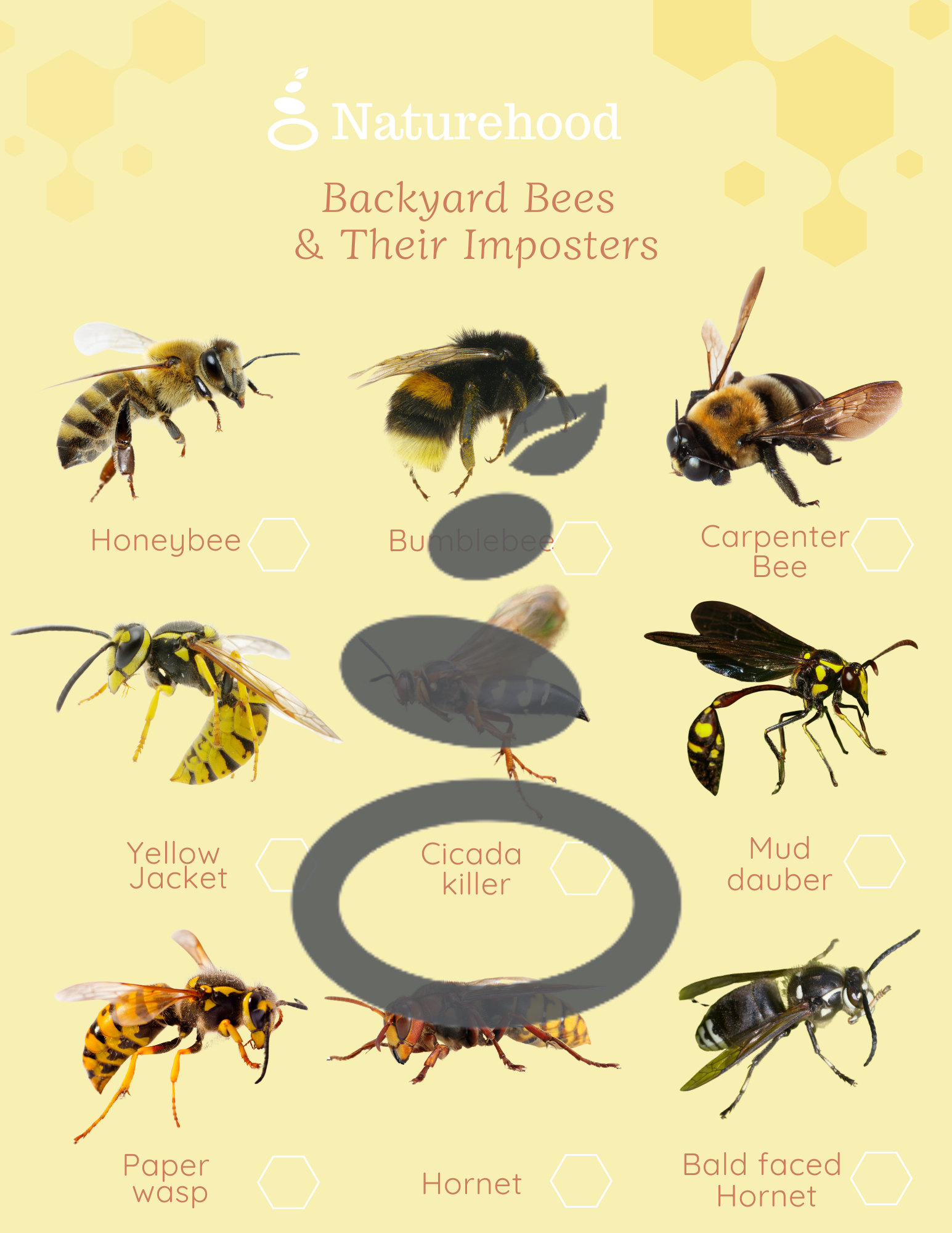 Backyard Bees and Imposter Checklist - Image 2