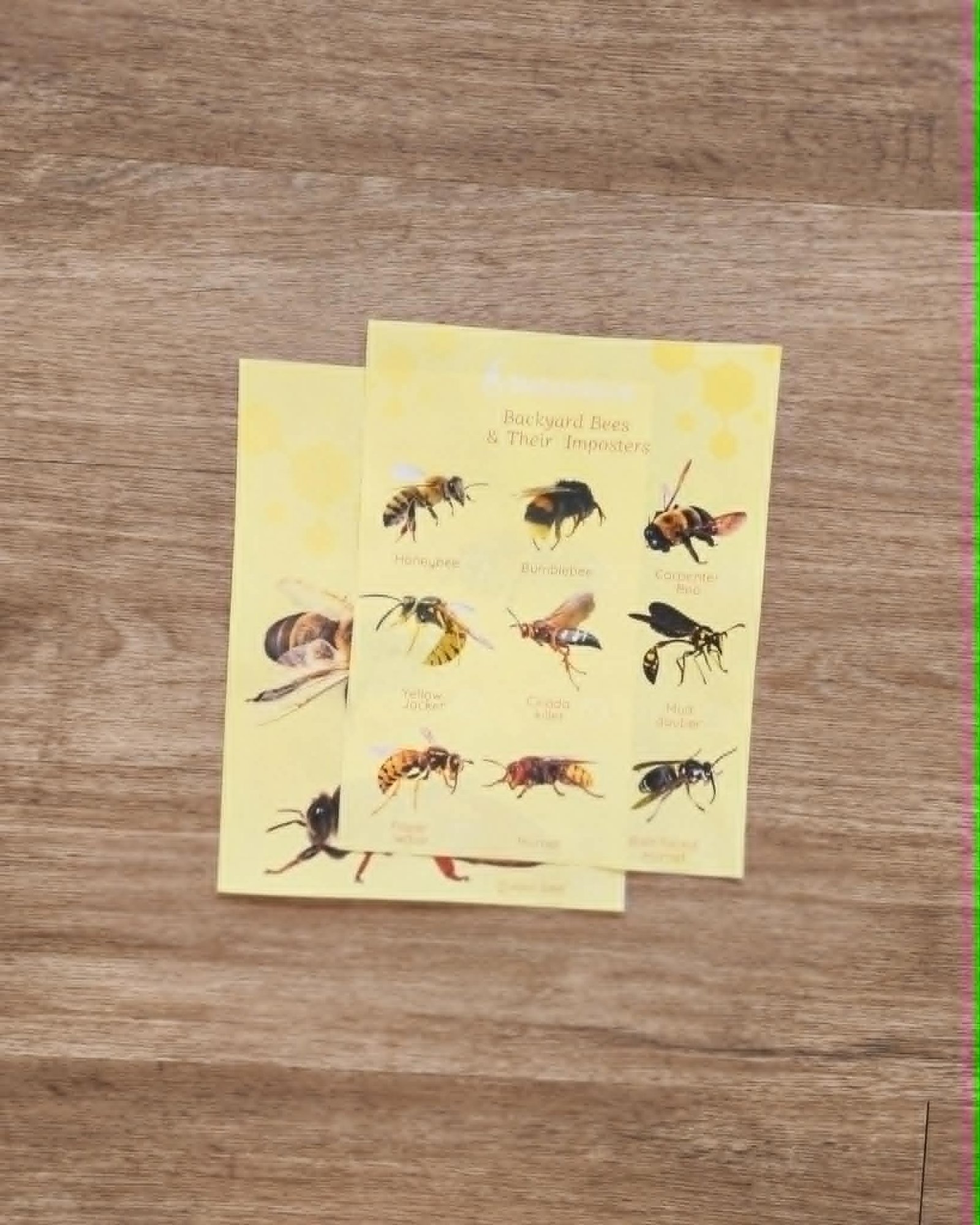 Backyard Bees and Imposter Checklist