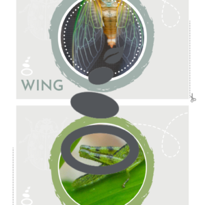 Mini Beast Parts - Word Set